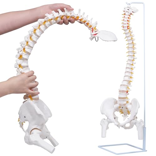 NLShan Flexible Spine Model, 34.6'' Life Size Human Spinal Cord A...
