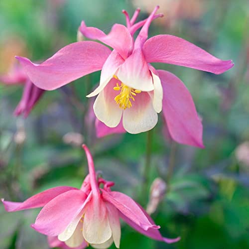 CHUXAY GARDEN Pink Aquilegia-Granny\'s Bonnet,Columbine 20 Seeds Attractive Beautiful Plants Easily Grow
