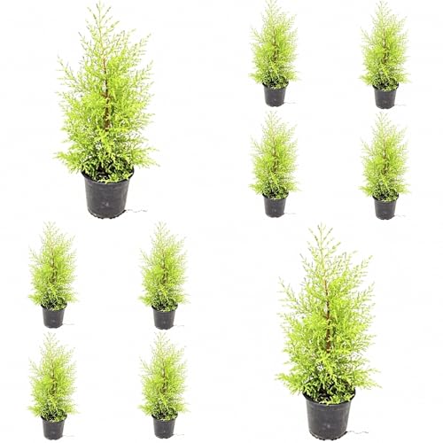 ¡¡¡ 10 Plantas !!! 30 cm. Cupressus Gold Crest, Cipres Pino Aroma Limón. Segura Garden. Embellece el jardín con su follaje verde, actúa como cortavientos natural