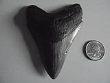Genuine Fossil Megalodon Shark Tooth! Over 3 Inches!