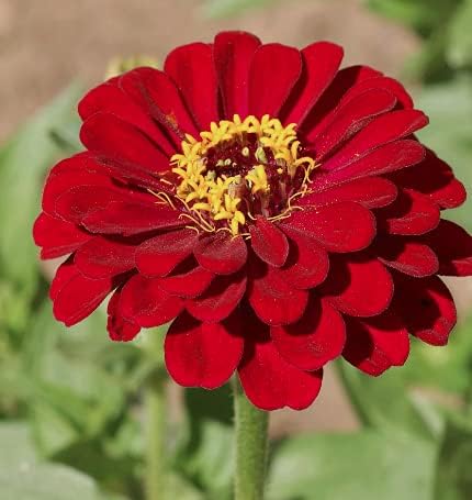 Miniatura 6 de Zinnia - Semillas de flores "Merlot Mix" para plantar, más de 200 semillas de flores por paquete, meteorito, príncipe púrpura y zinnias de llama