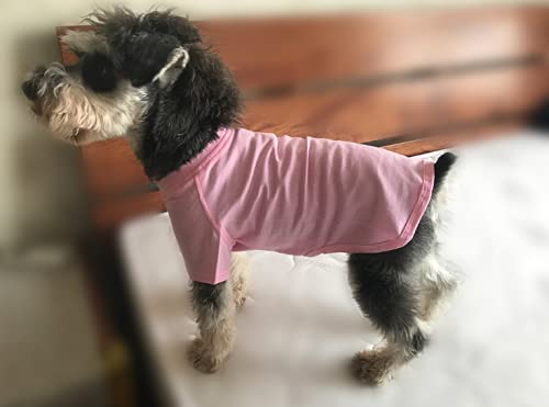 Kühlende Sommer-Shirts Für Hunde – Blaugrün, Größe M – Perfekt Für Heiße Tage