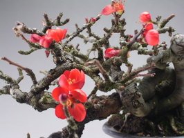 Amazon.co.jp: 盆栽 花芽付き！四季咲き赤花長寿梅【現品】（2623