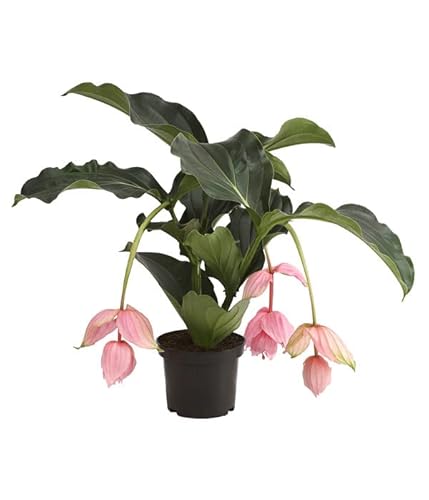 Medinilla Magnifica Natural Planta para Interiores