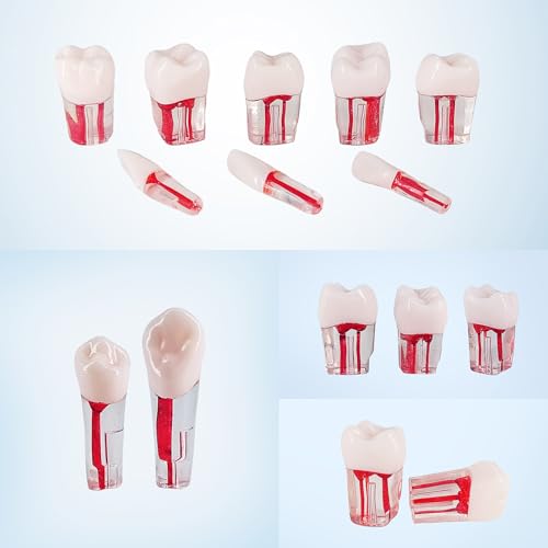 Image of 28PCS Dental RCT Root Canal Practice Model | Full-Mouth Typodont Kit | Each Tooth Position Drill for Dental Students & Training Facilities