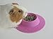 STAYbowl Tip-Proof Ergonomic Pet Bowl for Guinea Pig and Other Small Pets, 1/4-Cup Small Size, Lilac (Purple)