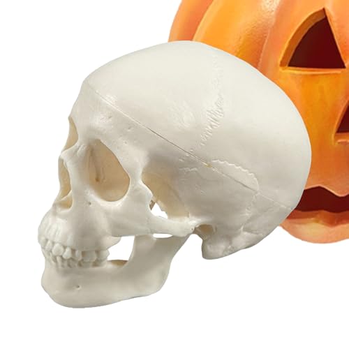 Modelo de cráneo | Modelo de estudio anatómico, ayuda de aprendizaje de anatomía, decoración para aulas, exhibición científica de Halloween