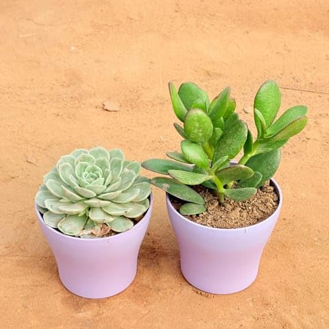 MS GARDEN STORE Plants Best Nursery Set of 2 - Echeveria Green Succulent & Crassula Ovata/Dhan Kuber in 4 Inch Plant Purple Premium Daisy Plastic Planter-image-39