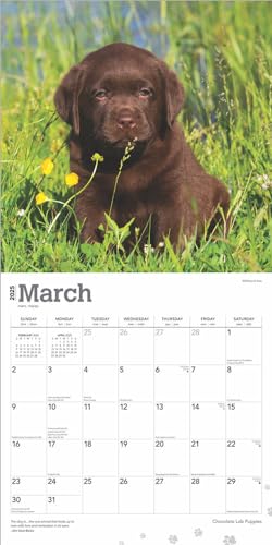 Chocolate Labrador Retriever Puppies | 2025 12 x 24 Inch Monthly Square Wall Calendar | Plastic-Free | BrownTrout | Animals Dog Breeds Puppy