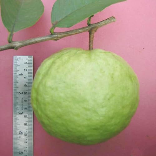 Image of Giant Vietnamese Big Size Guava Plant - Grafted Jumbo Guava Tree, Sweet Large Fruit Plant for Home Garden, Nursery Plant,CF SG55