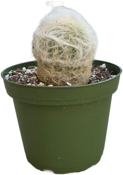 Cactus Anciana Peruano (Espostoa melanostele), 4 pulgadas, Planta de cactus vivo, suculenta, planta de interior, planta de casa, tolerante a la