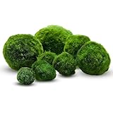 cladophora aegagropila bouture 2. Exigences environnementales Algue extrêmement résistante : vit en eau douce avec une température optimale de 18 à 24 °C, tolère un éclairage faible et contribue à la réduction des nitrates, favorisant un environnement plus équilibré.