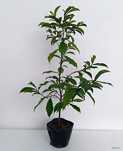 Amazon.co.jp: オガタマノキ：パープルクイーン5号ポット[印象的な紫