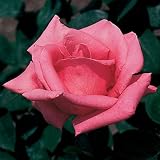 BRECK'S - Pink Peace Dormant Bare Root Hybrid Tea Rose, Includes one Plant per Order