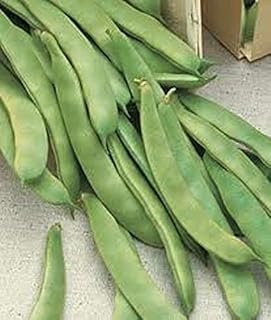 50 Seeds Original Italian Prolific Green Romano Flat Pole Bean Heirloom Seeds Non-Hybrid, Open-Pollinated, Suited for : Only Seeds