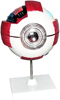 Loudly brand Ophthalmic equipment Optical Mold Eye