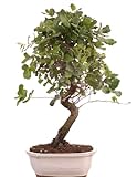 Bonsai-Shopping