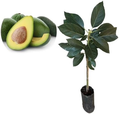 Muda De Abacate Fortuna Enxertado - Produz Rápido