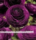 150PCS Ranunculus asiaticus Flower Seeds For Home & Garden DIY Plants Persian Buttercup Seed Flower Bulbs