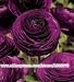 150PCS Ranunculus asiaticus Flower Seeds For Home & Garden DIY Plants Persian Buttercup Seed Flower Bulbs Free Shipping
