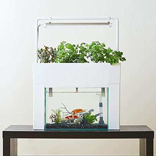 Amazon.co.jp: アクアポニックス 水耕栽培 キット アクアスプラウト SV