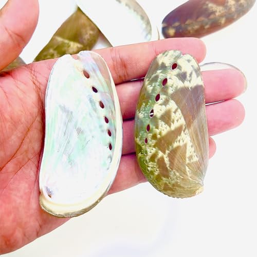Conchas de abulón verde de 2.2-3.5 pulgadas con nácar natural iridiscente para arte 5