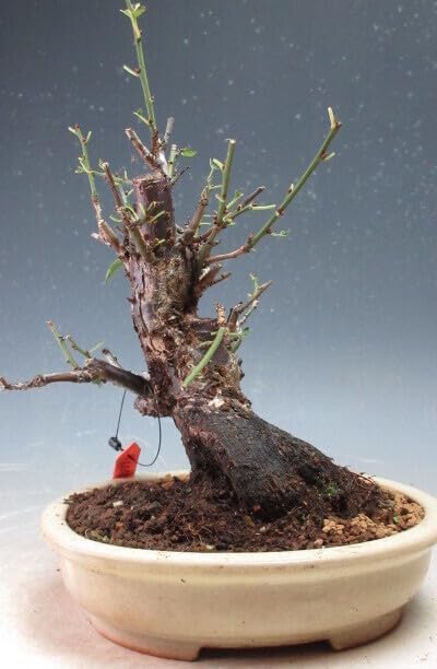 梅盆栽 花芽付き！鈴鹿の関(一重咲き・淡ピンク・中心濃ピンク）太幹