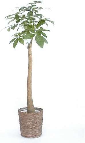 Amazon パキラ 10号 ストレート 朴 1本幹 A級品 藤カゴ鉢カバー G 受け皿付 開店祝い 観葉植物 オンライン通販