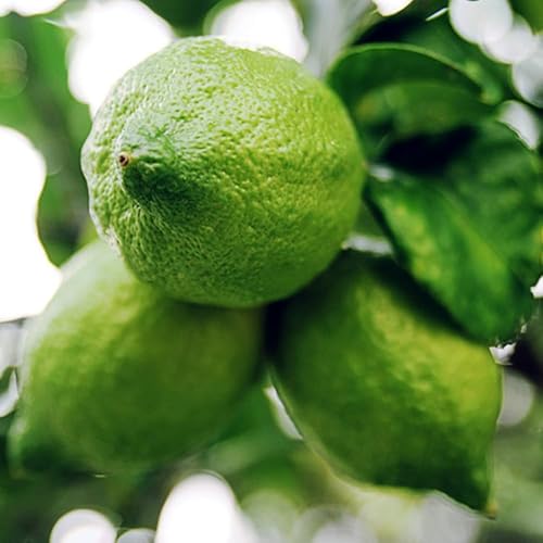 Image of All-Time 12 Months Hybrid GRAFTED Live Gandharaj Lemon Plant Fruit Plant Original & Authentic Organic Tree for Outdoor Fast-Growing Fruit Plant Home Gardens Pack Of-1