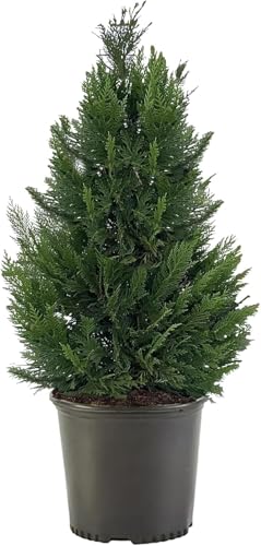 Leyland Cypress Multipack Starter Plants –Evergreen Trees for Privacy Screens,