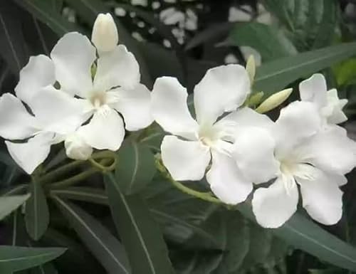 100 graines de fleurs de laurier-rose blanches
