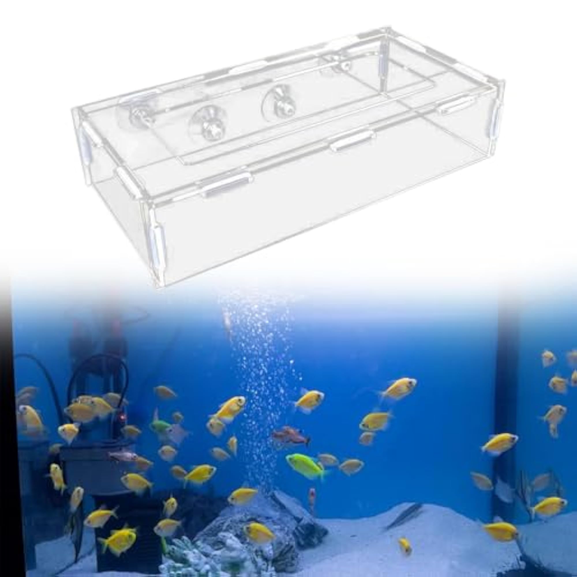 Professional Feeding Dish Tray for Fish Tank XL