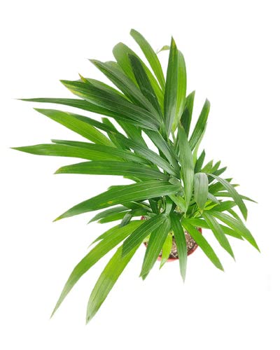Areca Palm (6" Grower Pot) - Dypsis Lutescens - Air-Purifying Indoor Plant - Live Healthy Houseplant for Home and Office Decor Areca Palm (6" Grower Pot) - Dypsis Lutescens - Air-Purifying Indoor Plant - Live Healthy Houseplant for Home and Office Decor