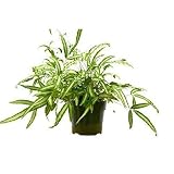 Pteris Cretica Albo Fern Live Plant | Houseplants in 4'' & 6'' Pot