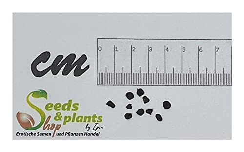 kentia palme katzen Kentiapalme | Howea forsteriana
