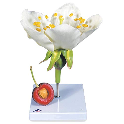 Maquette de fleur de cerisier Prunus avium avec fruit 3B Scientific