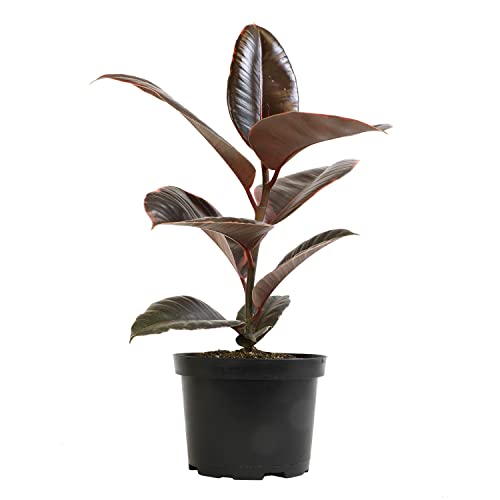6" Ficus Ruby, Variegated Rubber Plant, Real House Plants, Desk Plants Live, Plant Decor For Bedroom, Floor Plants, Real Plants Indoor Live Plants Indoor Plants Live Houseplants By Plants For Pets #TOP1
