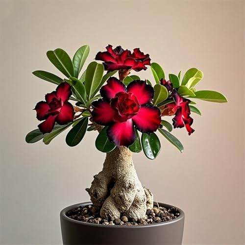 WüStenrosen Zwiebeln, Schnell-Wachsend, Mehrjährige Blumenzwiebel, Mix Winterhart Pflanzen, Seltene Pflanze, Mysteriöse magische Glühbirne, 1zwiebeln-G