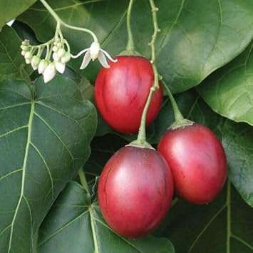 100Pcs red tamarillo Fruit Seeds