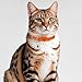 FdcZeyxior 12 Pcs Breakaway Cat Collars with Bell Colorful Kitten Collar with Bell Soft Adjustable Collars with Safety Buckle Quick Release Cat Collar for Cats 12 Colors