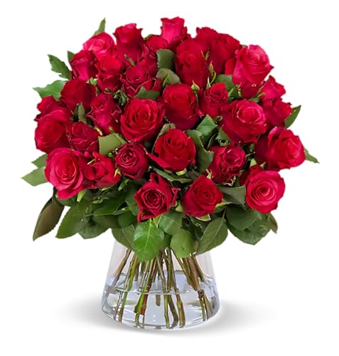 Blume Ideal Rosenstrauß | 20 Rote Rosen | Ø 40–50 cm | Premium Rosen von Floristen | Top Qualität | 7-Tage-Frischegarantie | Ideales Blumengeschenk Blume Ideal Rosenstrauß | 20 Rote Rosen | Ø 40–50 cm | Premium Rosen von Floristen | Top Qualität | 7-Tage-Frischegarantie | Ideales Blumengeschenk