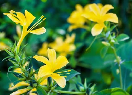See full amazon price history chart for yellow barleria flowering live plant yellow december yellow barleria flowering live plant yellow december (B0CD1WN97R) Amazon Price History, Amazon Price Tracker