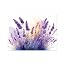 1 X Lavender Bush