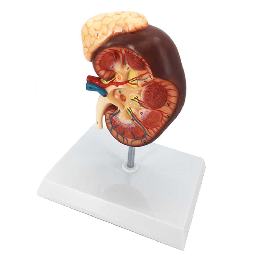 Modèle du rein humain agrandi 2 fois pour les cours de biologie au lycée