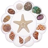 ROMISBABA 13 Piezas Kit de Conchas Naturales Delicadas con Estrella de Mar y Caracol Accesorios DIY para Decoración Náutica Adornos para Peceras y Manualidades Playa