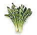 David's Garden Seeds Chicory Endive Dubuisson D2695 (Green) 50 Organic Seeds