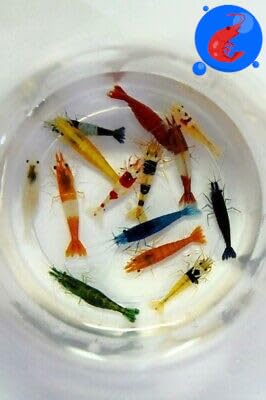 image for Generic Shrimp Up Aquatics™ 20+ Mixed Color Neocaridina Shrimp Live 