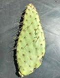 One Cow's Tongue Cactus Pad, Opuntia Engelmannii Linguiformis Lindheimeri Nopal