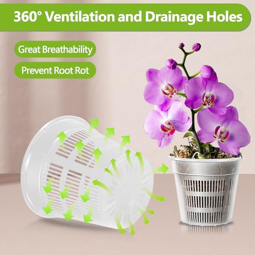 Pots à orchidées transparents pour un drainage parfait et des racines saines