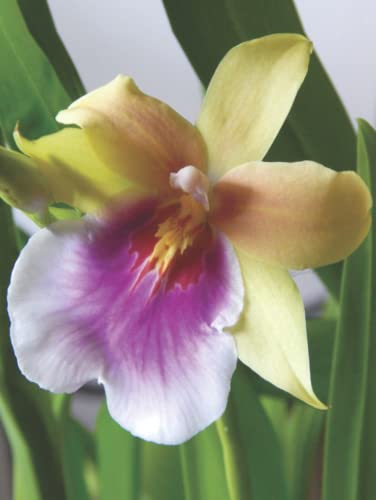 Beautiful Blooms Keepsake Books ~ Miltonia Sunset Orchid